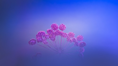 Computer Desktop Wallpapers Collection. www.cwer.ru